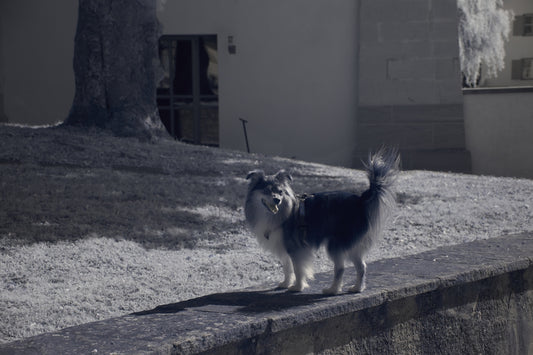 A black and white photo of a small dog