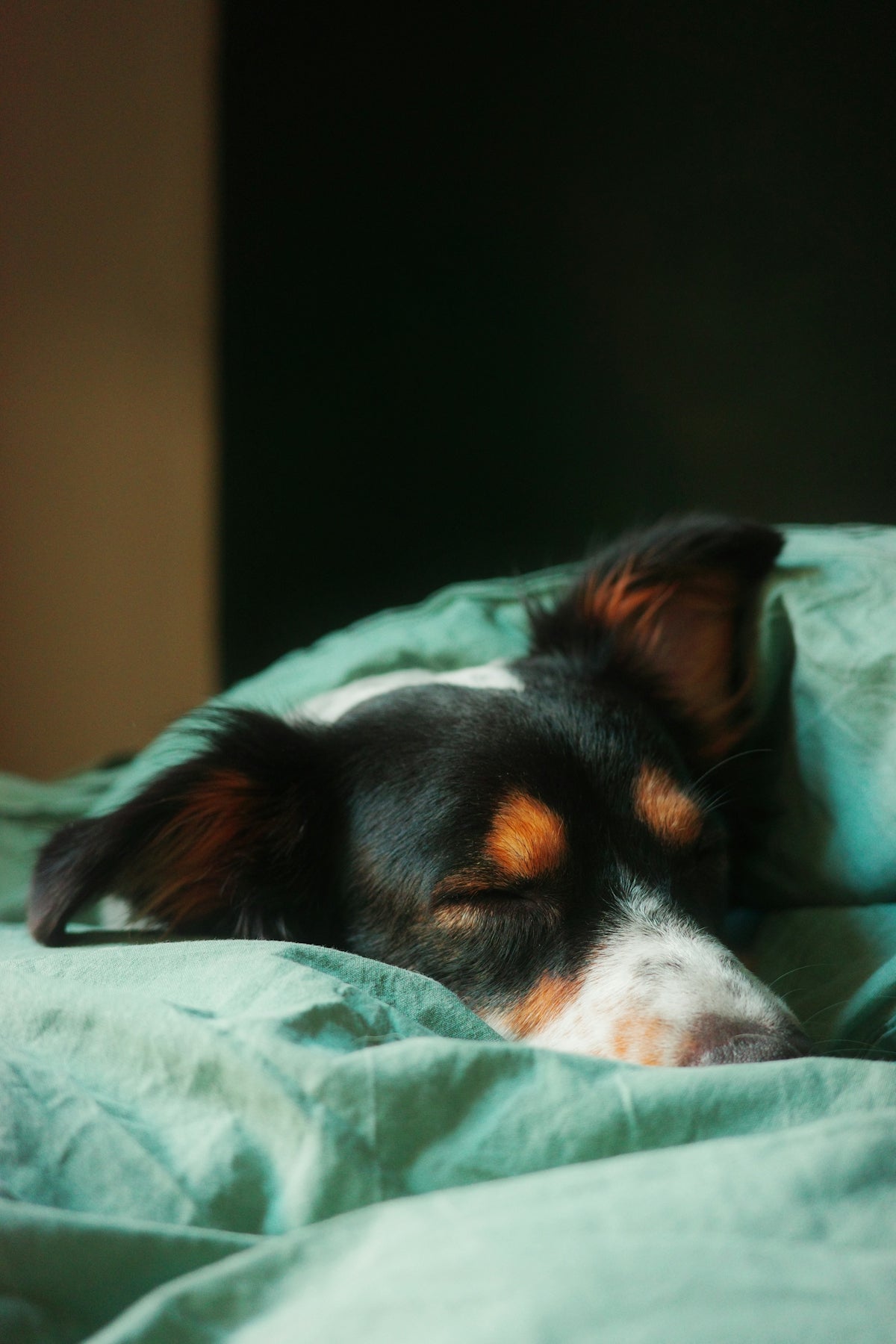 A dog laying on a bed with a green comforter