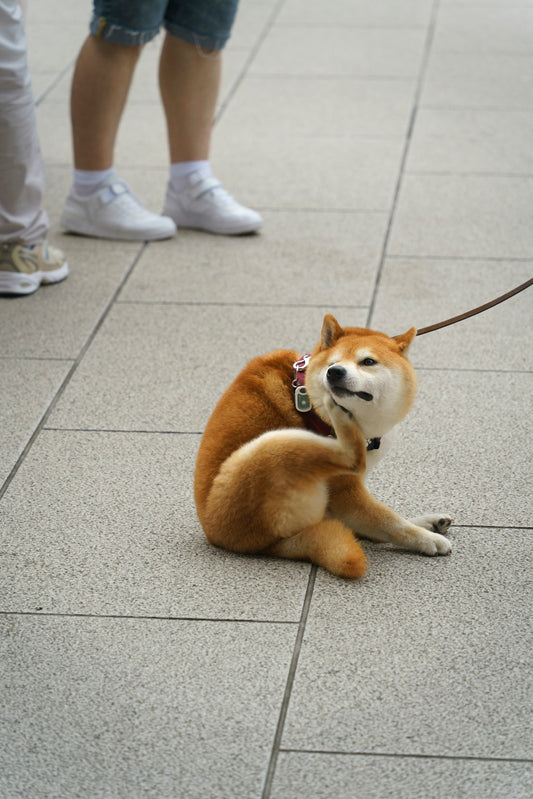 A dog sitting on the ground with a leash