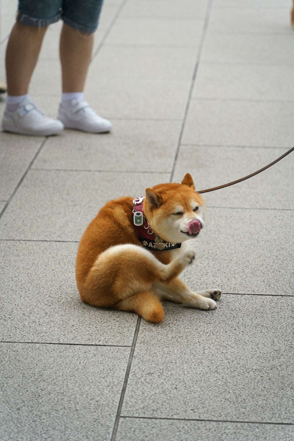 A dog sitting on the ground with a leash