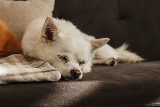 A white dog laying on top of a couch