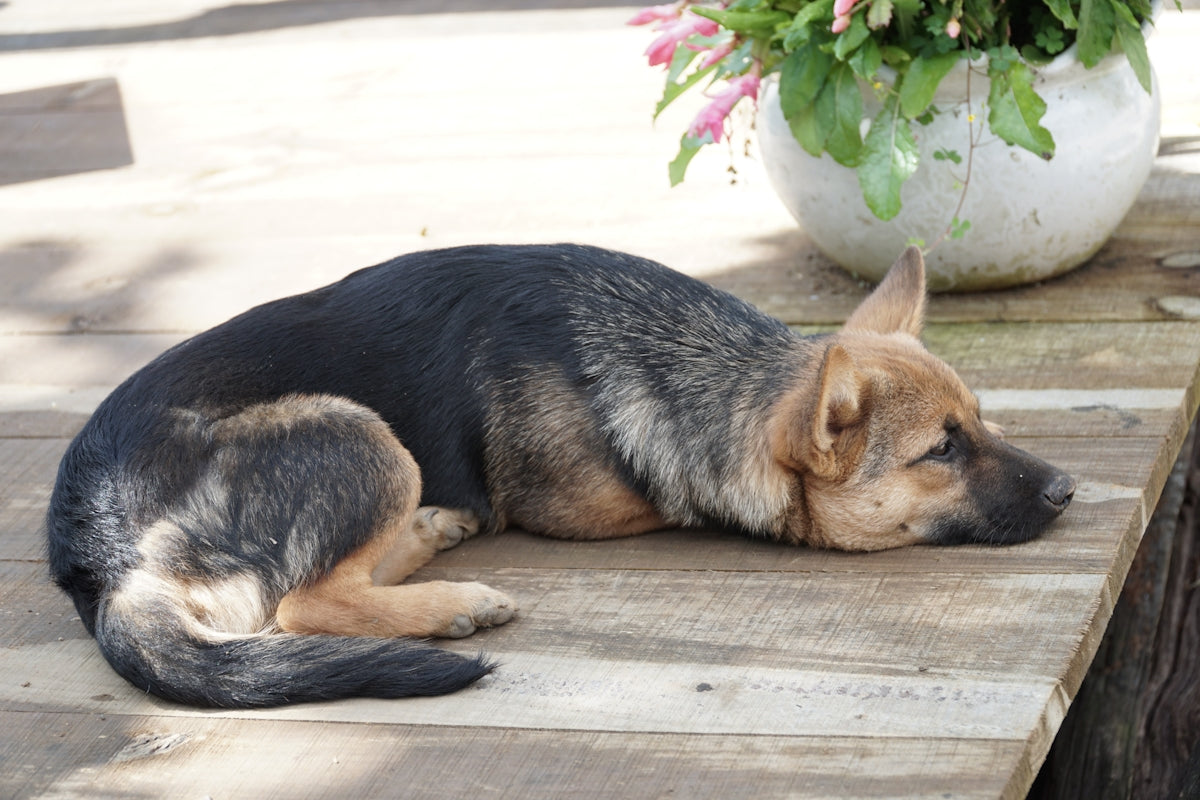 A dog laying on a wooden platform next to a potted plant