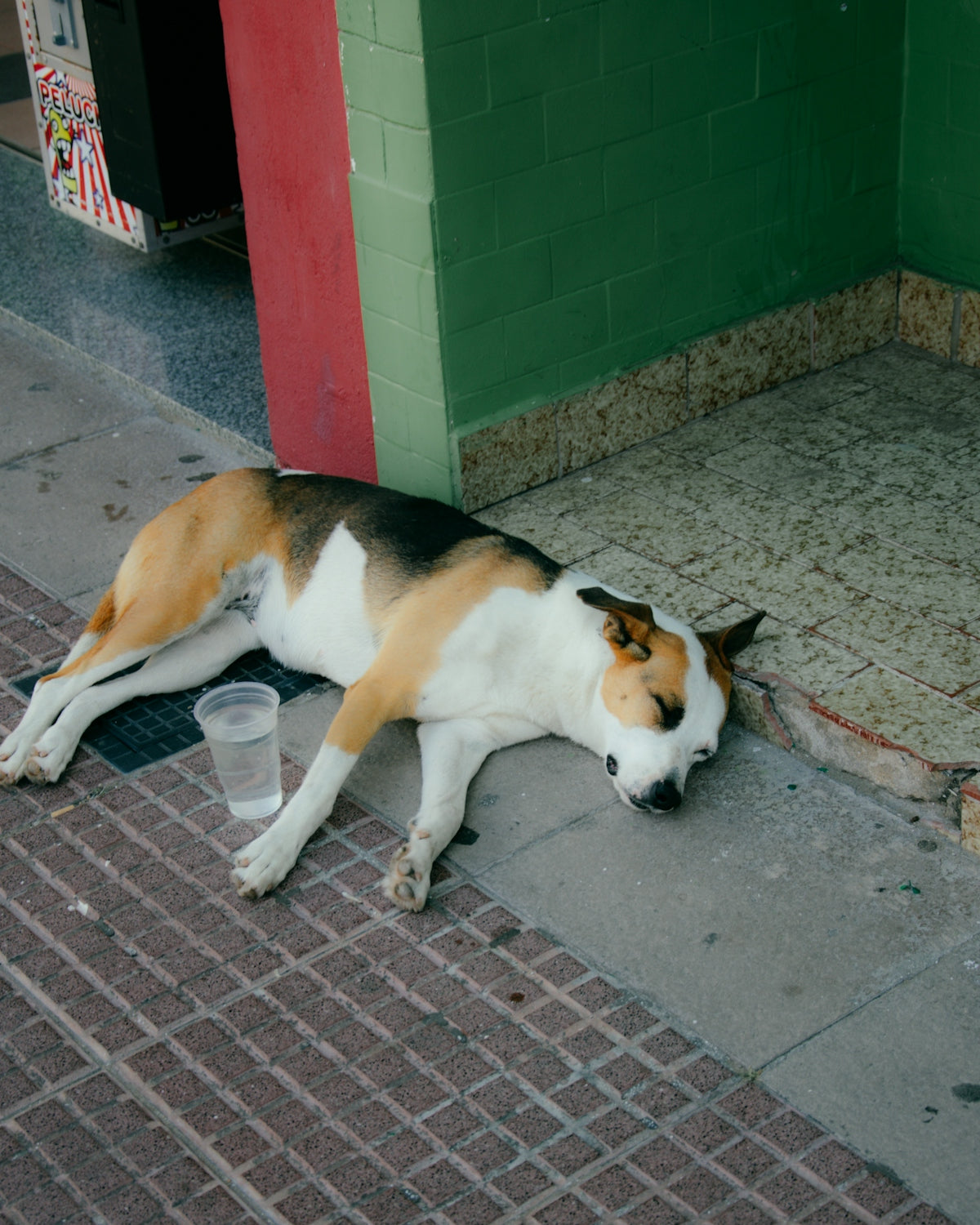 A dog sleeping on the sidewalk next to a building