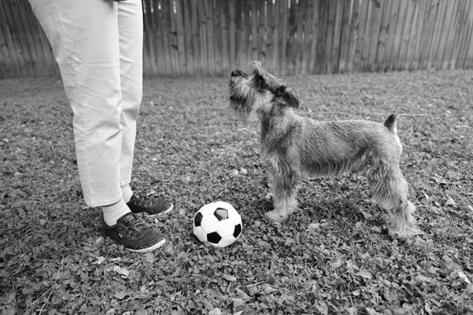 A small dog standing next to a person with a soccer ball