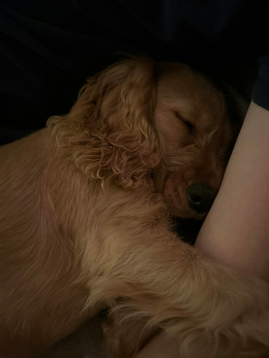 A dog is sleeping on a person's lap