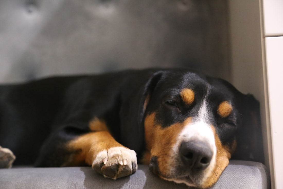 A black and brown dog laying on top of a couch