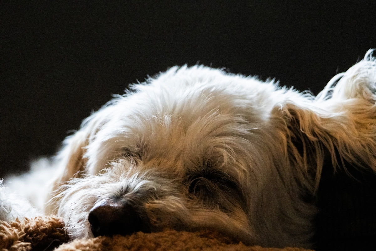 A white dog laying on top of a brown teddy bear