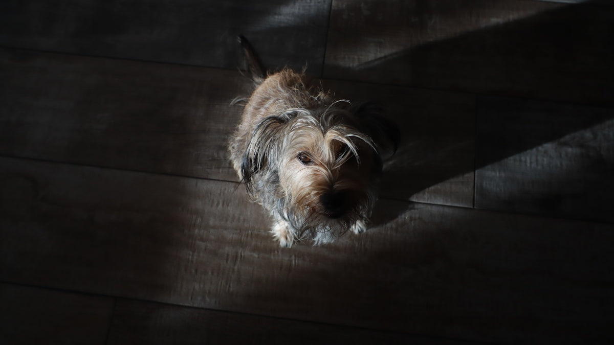 A small dog standing on top of a wooden floor