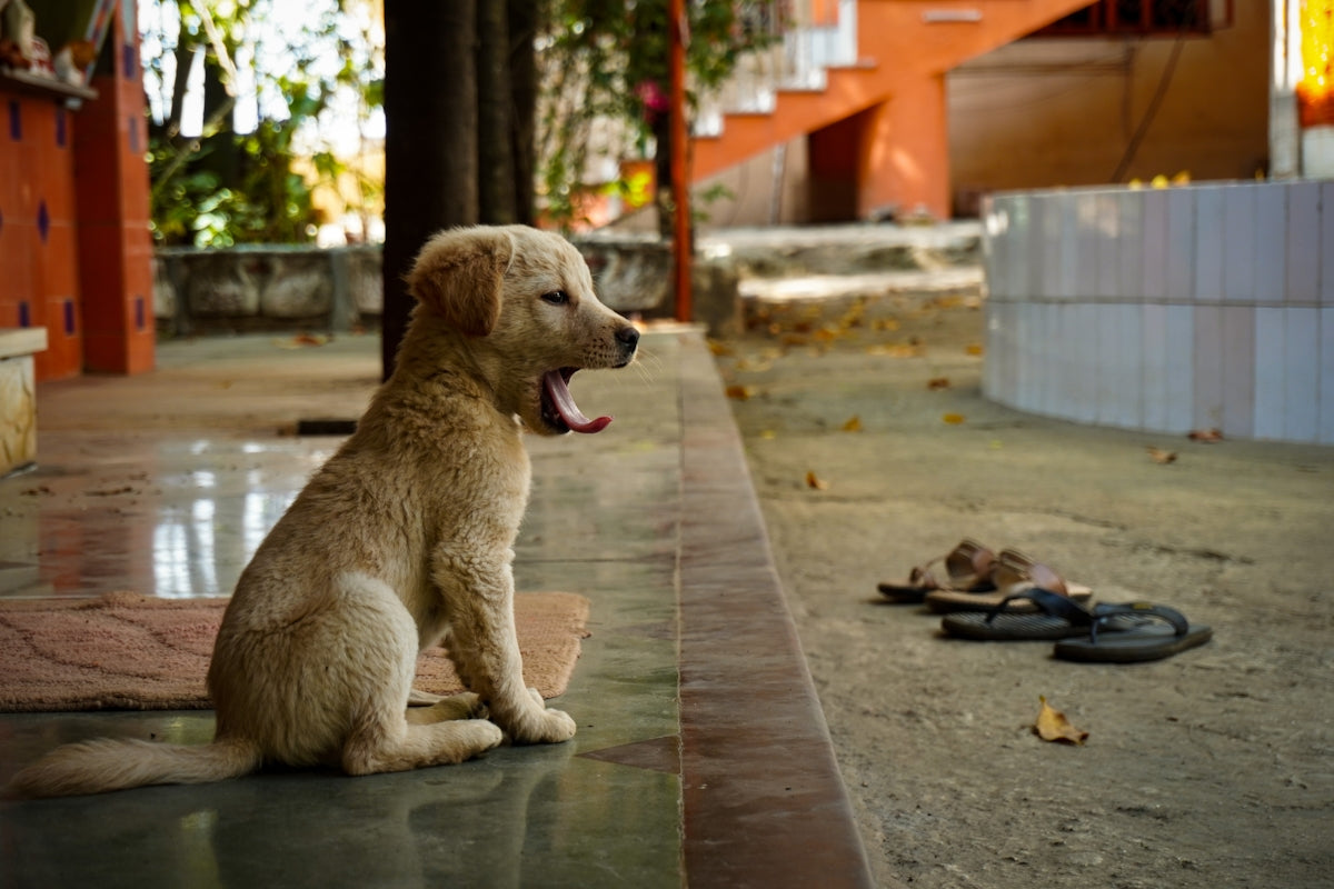 A dog sitting on the ground with its mouth open