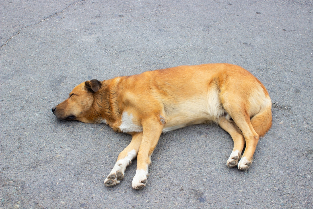 A brown dog laying on top of a street