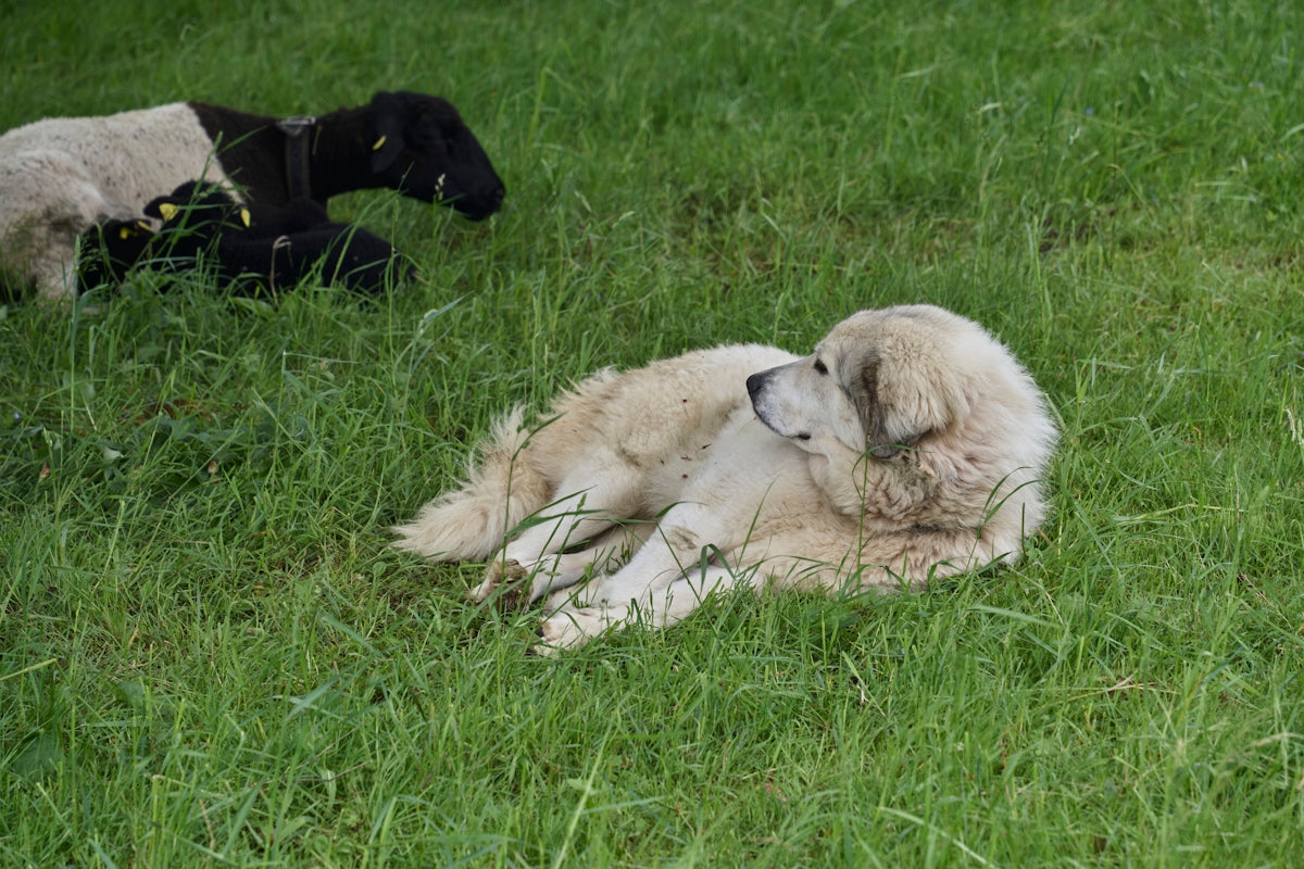 A dog and a sheep are laying in the grass