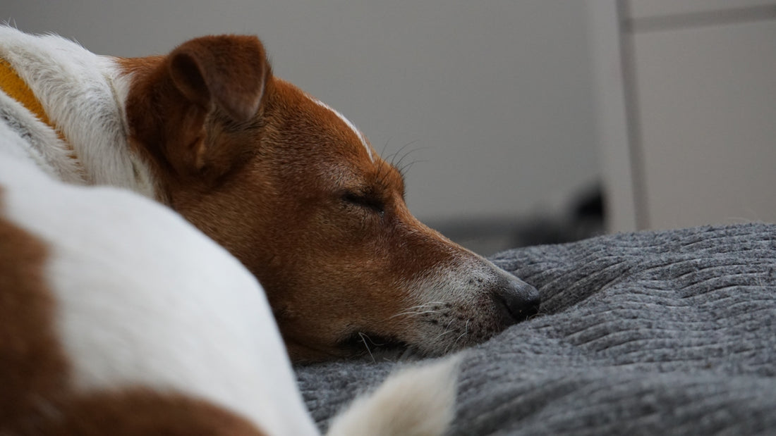 A brown and white dog laying on top of a bed