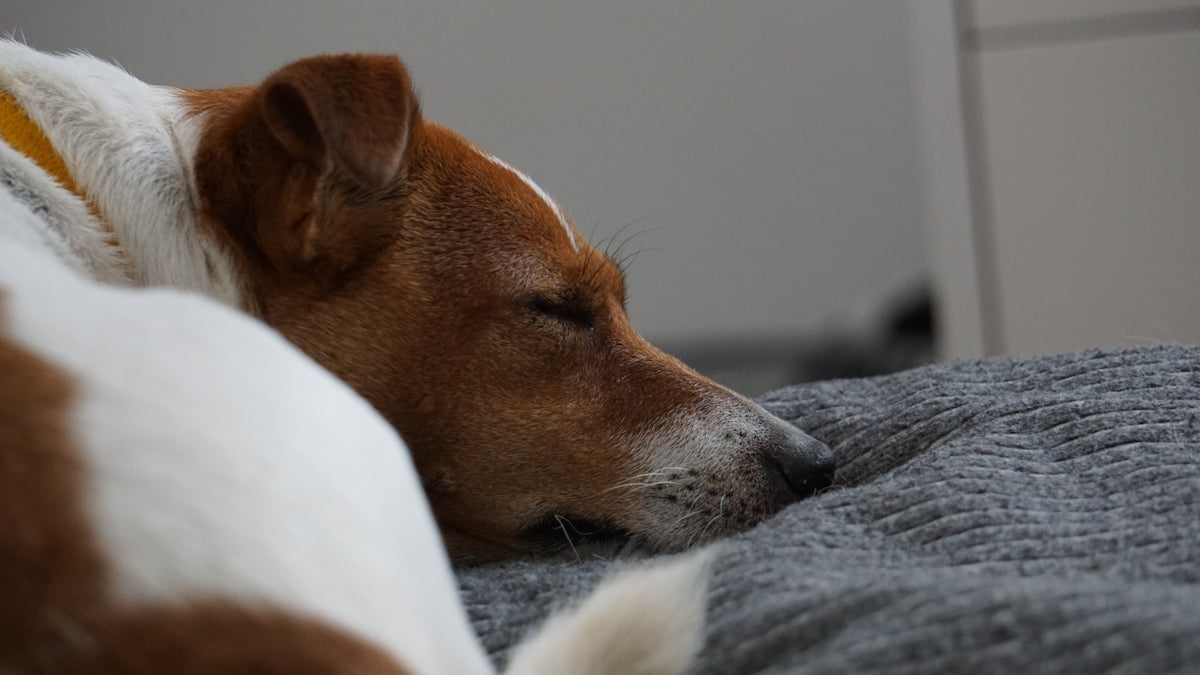 A brown and white dog laying on top of a bed
