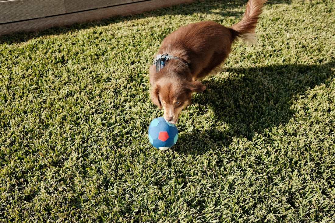 A dog playing with a ball in the grass