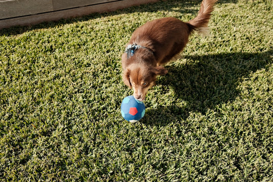 A dog playing with a ball in the grass