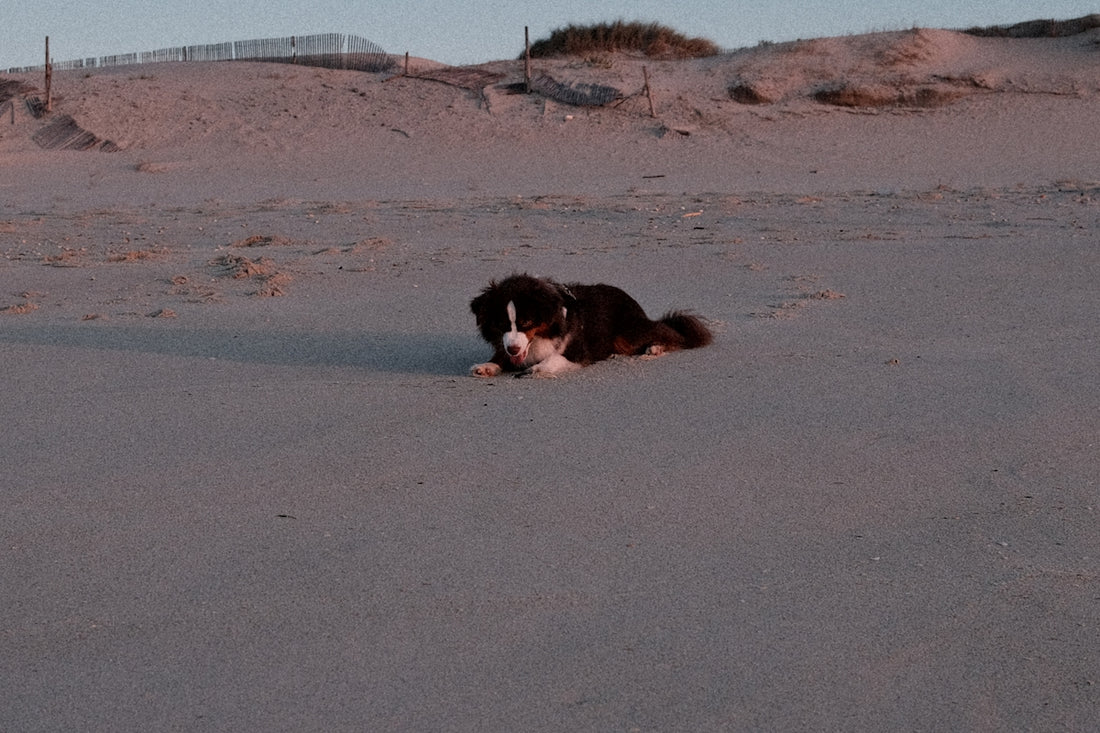 A black and white dog laying on top of a sandy beach
