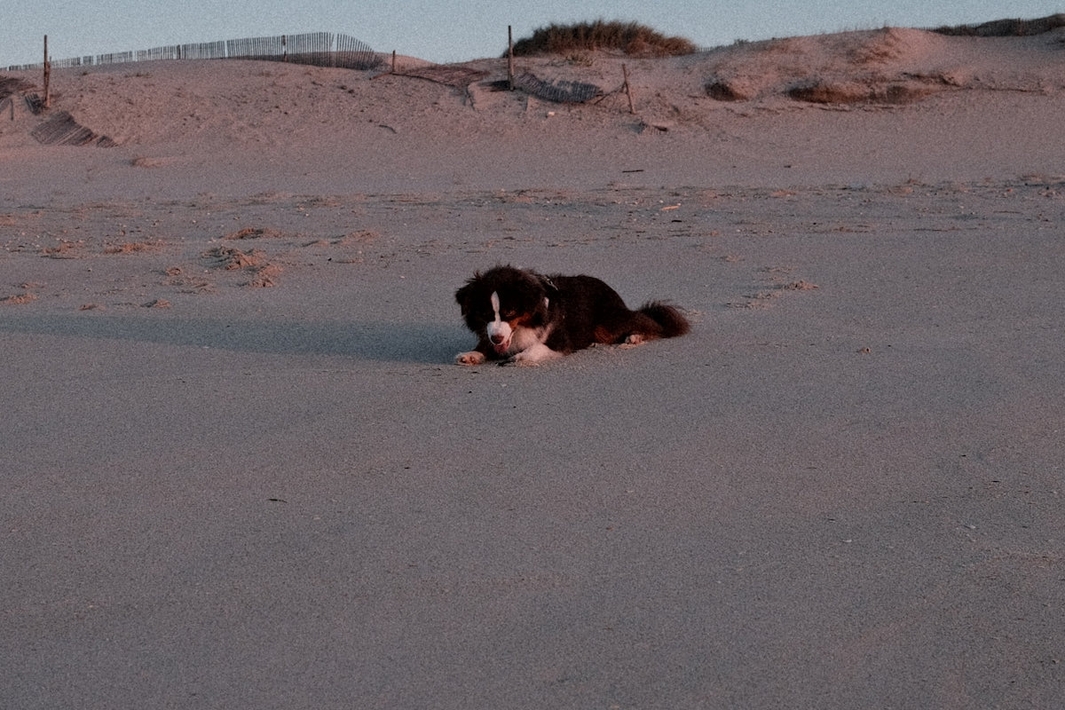 A black and white dog laying on top of a sandy beach