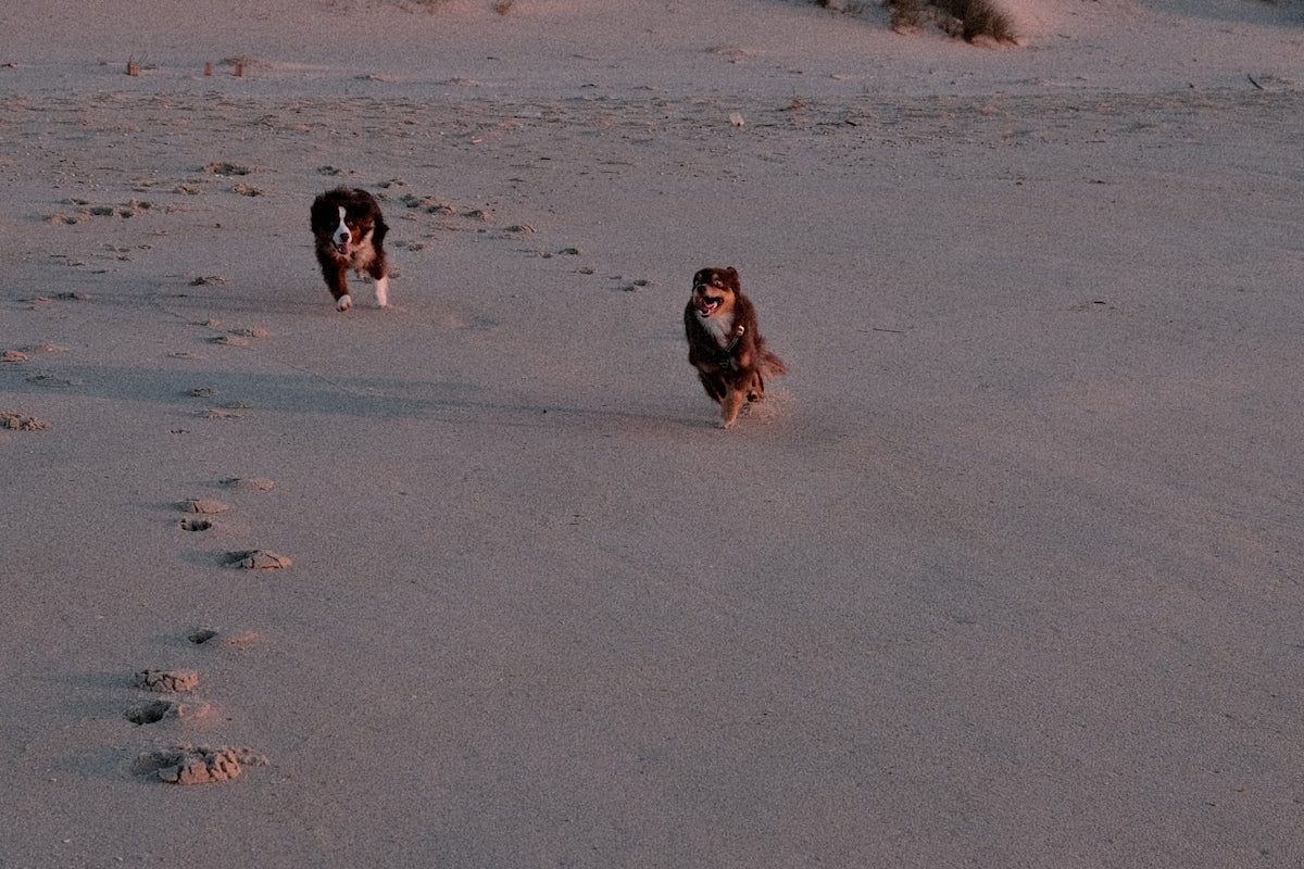 A couple of dogs walking across a snow covered field