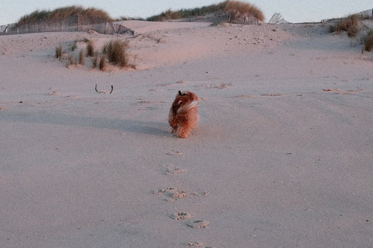 A small animal walking across a sandy beach