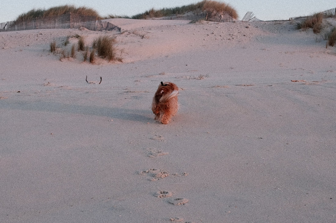 A small animal walking across a sandy beach