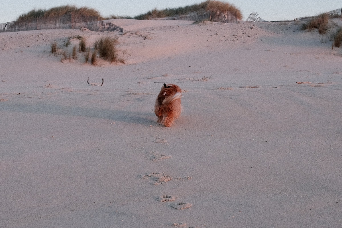 A small animal walking across a sandy beach
