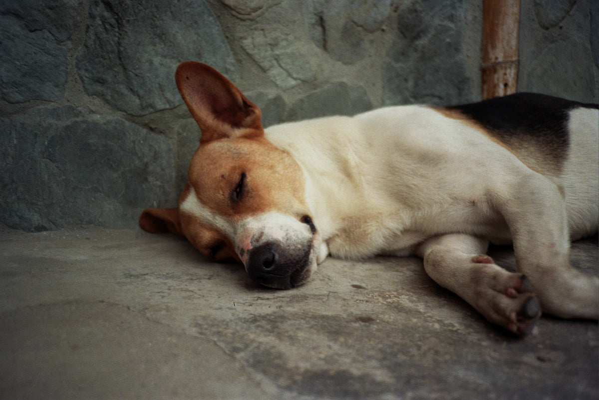 A brown and white dog laying on top of a cement floor