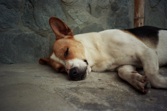 A brown and white dog laying on top of a cement floor