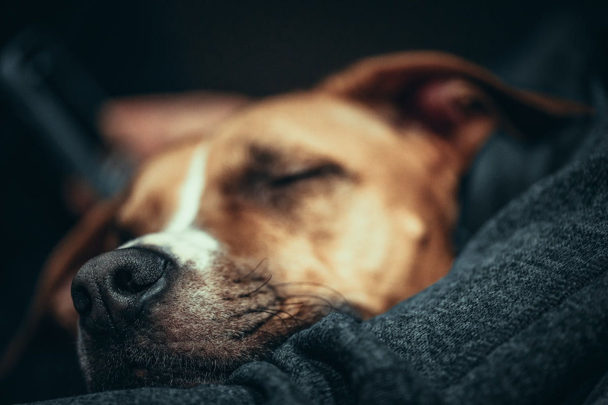 A close up of a dog sleeping on a couch