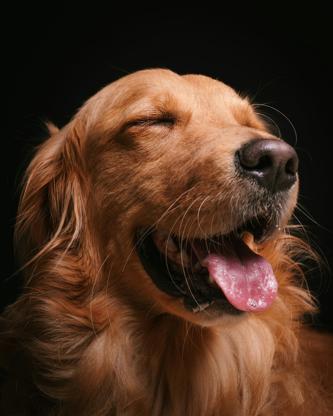 A close up of a dog with its mouth open