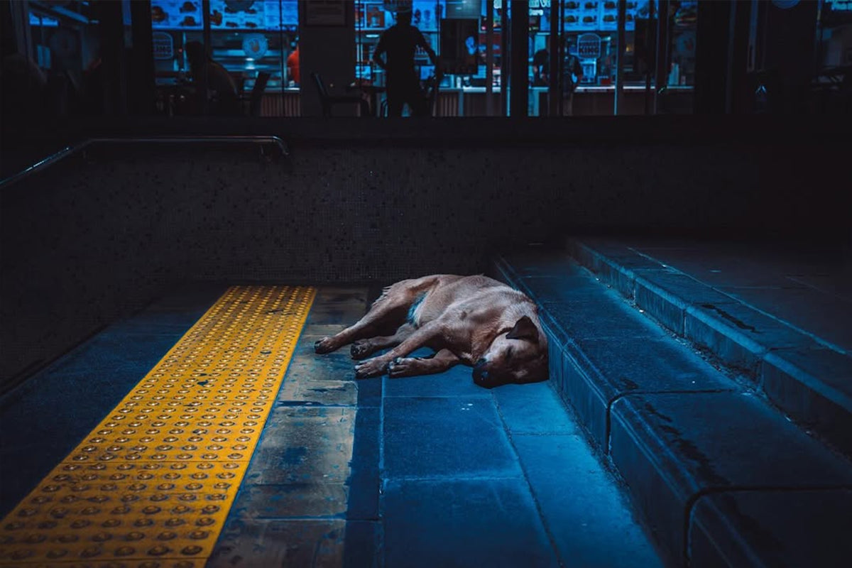 A dog sleeps on an urban platform.