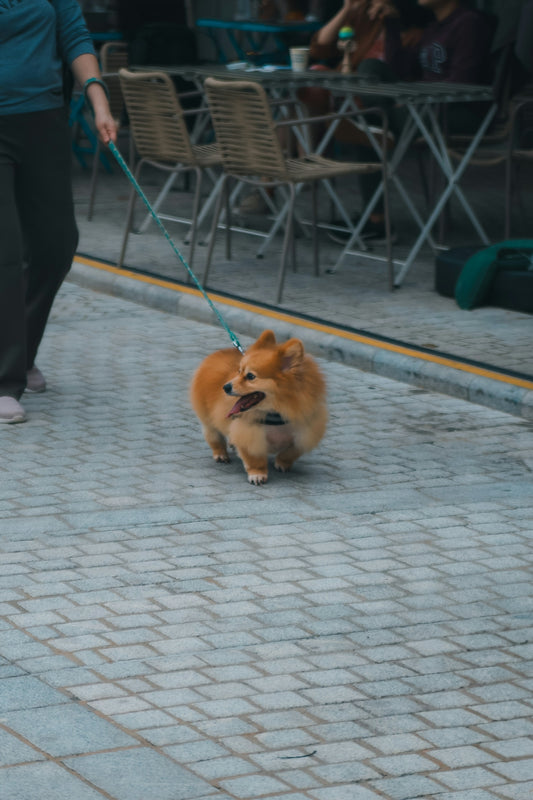 A fluffy pomeranian walks happily on a leash.