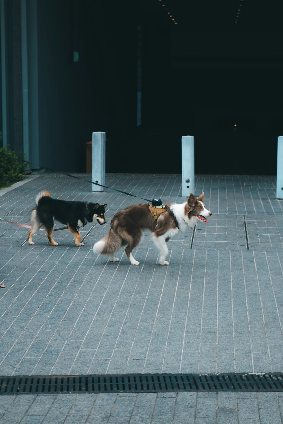 Two dogs walk on a paved area.