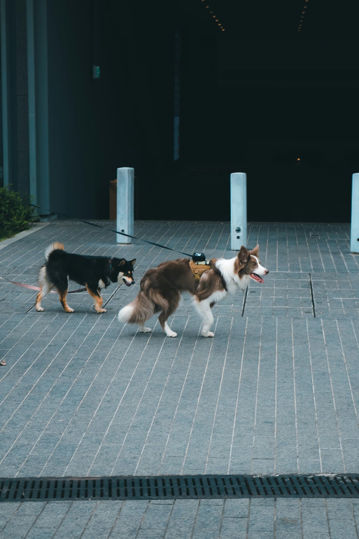 Two dogs walk on a paved area.