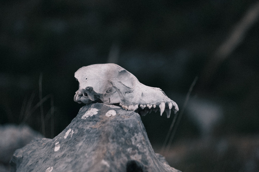 A skull rests on a weathered rock.