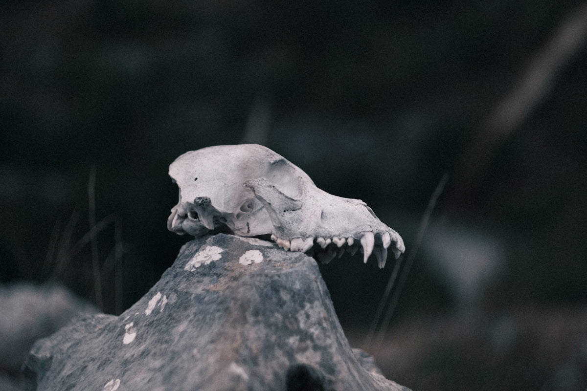 A skull rests on a weathered rock.