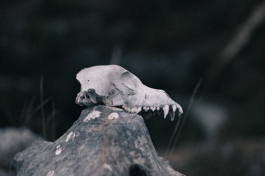 A skull rests on a weathered rock.