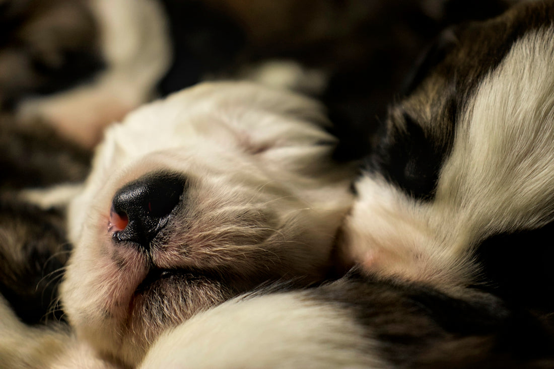 Sweet, sleeping puppies close together in a pile.