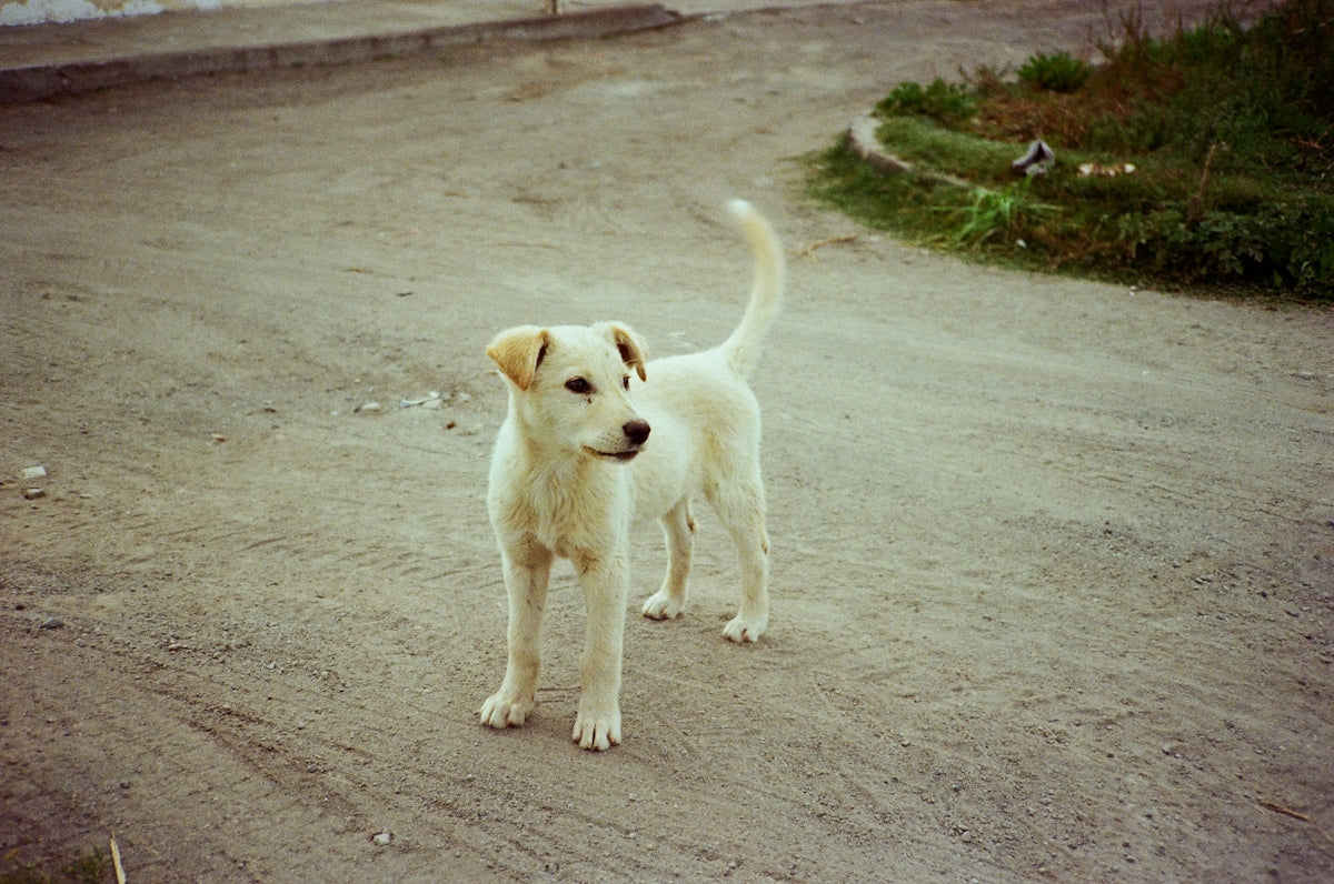 A cute white puppy stands on a road.