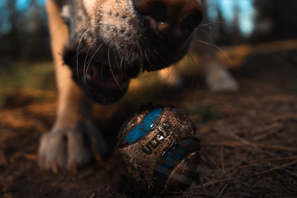 Dog's snout sniffing a dirty ball.