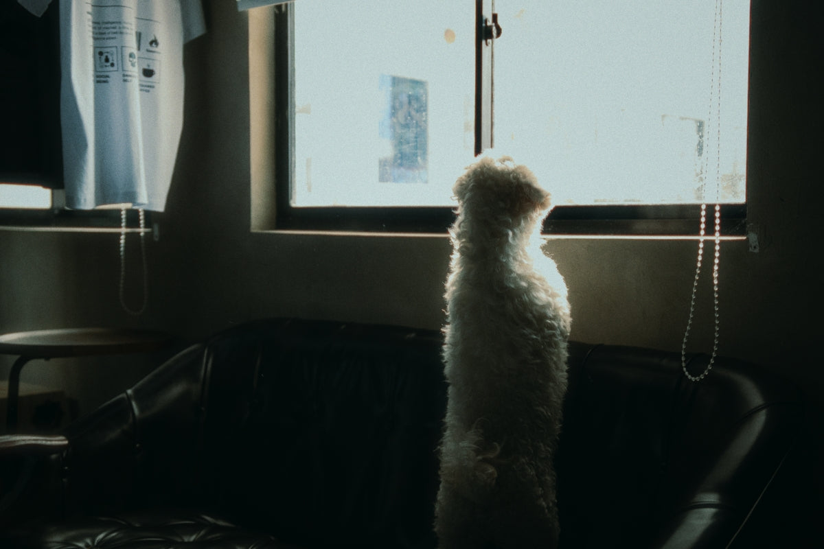 A fluffy dog gazes out of a bright window.