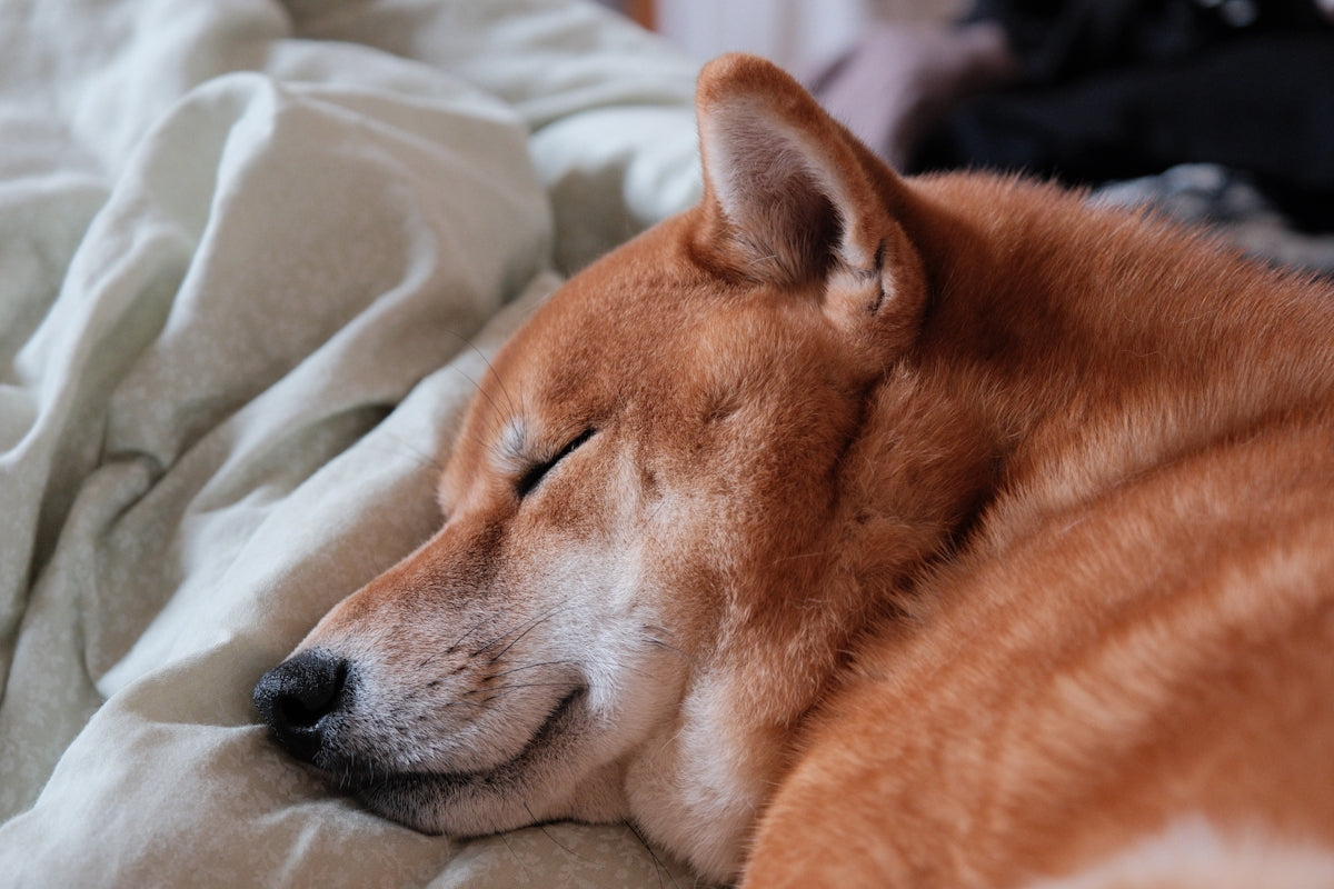 A shiba inu enjoys a peaceful nap.