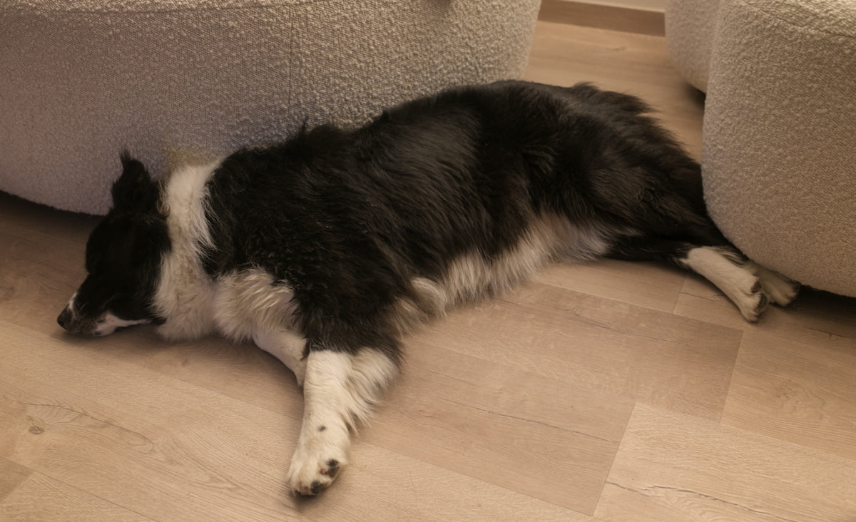 A border collie lies peacefully on the floor.
