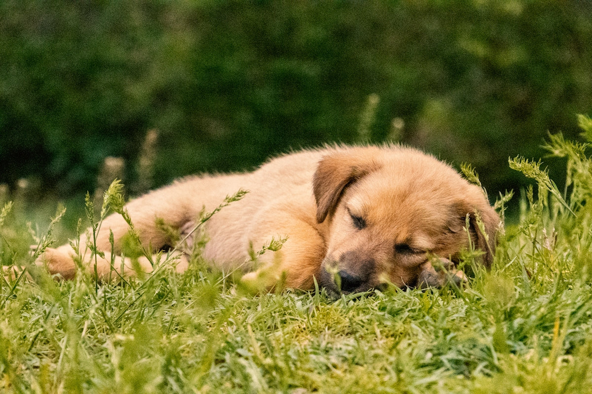 A cute puppy napping peacefully in the grass.