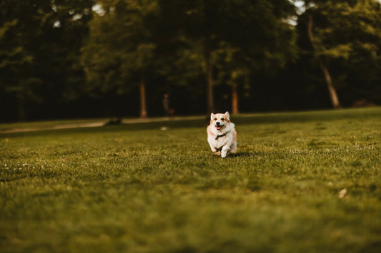 A corgi happily runs through the grassy field.