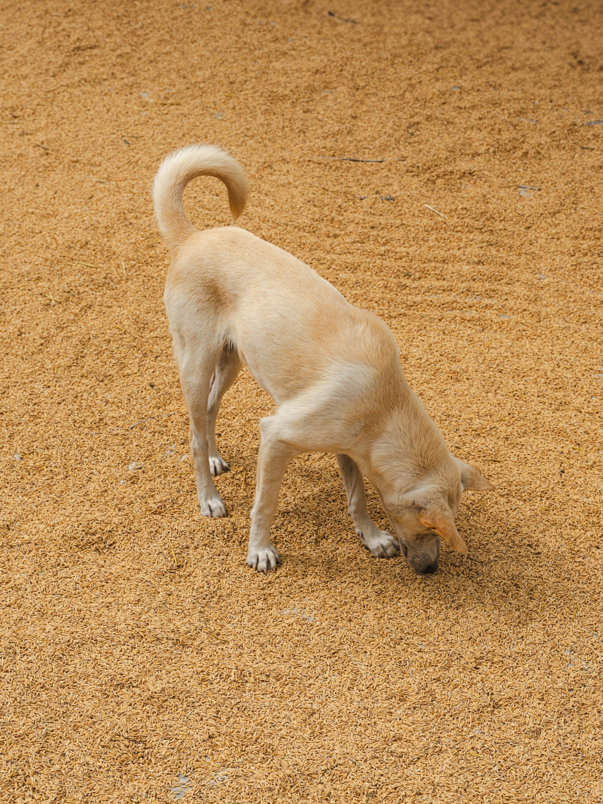 A dog sniffs the ground with its nose.