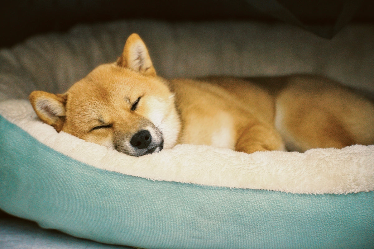 A shiba inu enjoys a comfy nap.