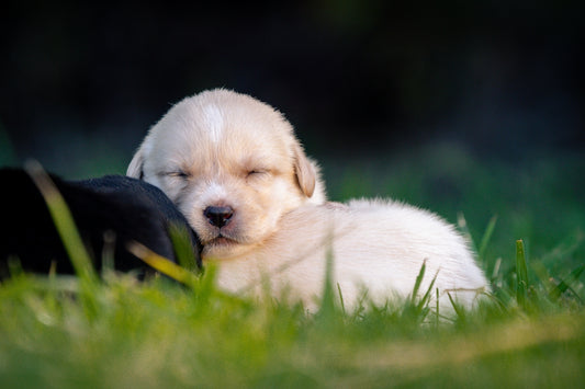 A sleeping puppy is cozy in the grass.