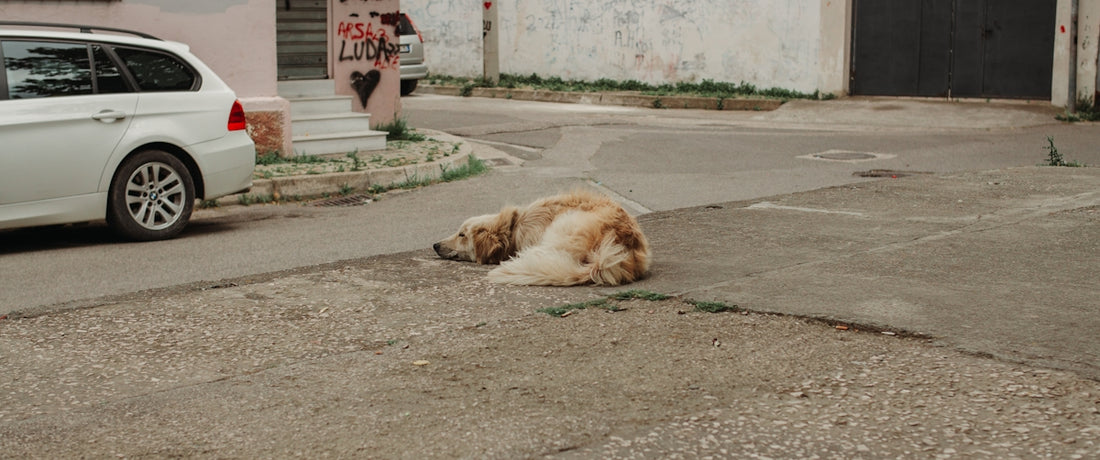 A dog is sleeping on the street.