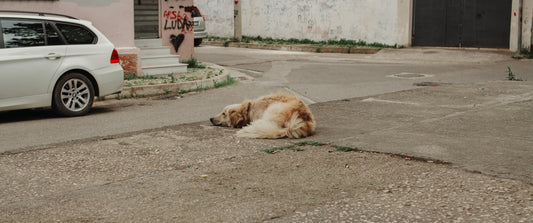 A dog is sleeping on the street.