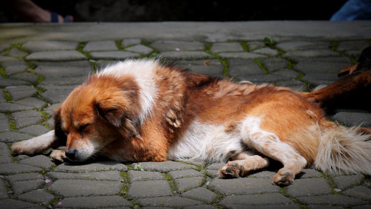 A dog sleeps peacefully on the pavement.